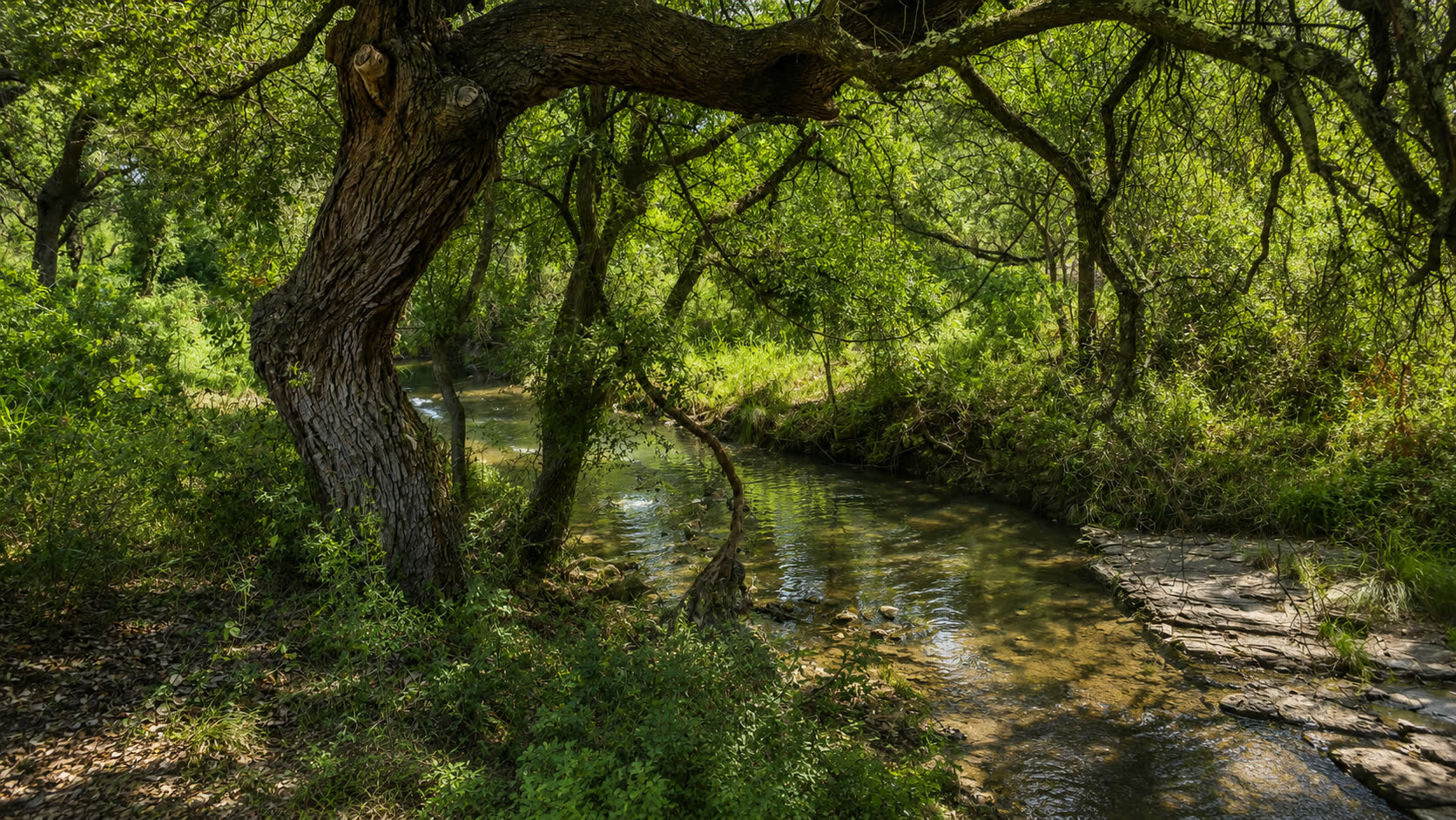 Lake-fed creek beneath mature trees beyond the backyard at 913 The Trails